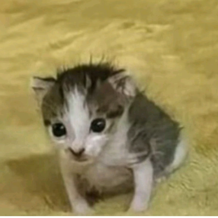 hsd :blobcatpeekaboo: